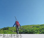 登山道を登る