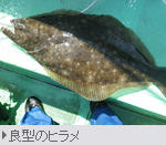 渓流の釣