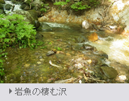 岩魚の棲む沢