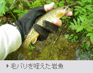 毛バリを咥えた岩魚