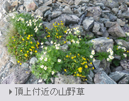 頂上付近の山野草