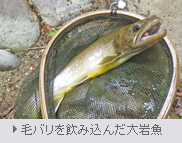 毛バリを飲み込んだ大岩魚