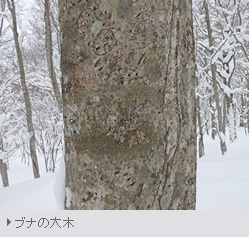 新雪に覆われた鳥海山