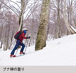 ブナ林の登り