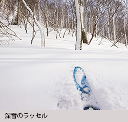 深雪のラッセル