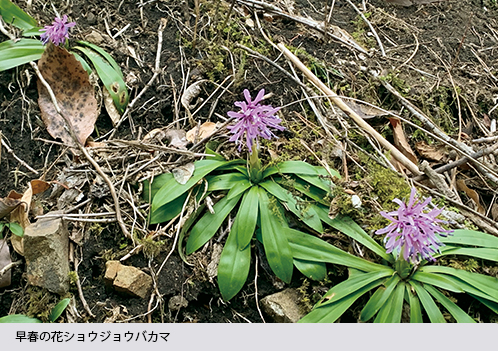 早春の花ショウジョウバカマ