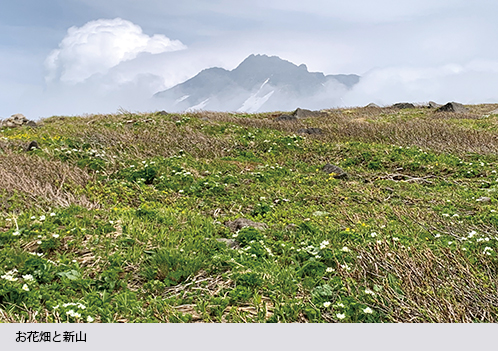 お花畑と新山