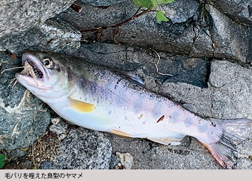 毛バリを咥えた良型のヤマメ