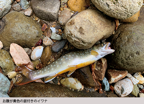 お腹が黄色の居付きのイワナ