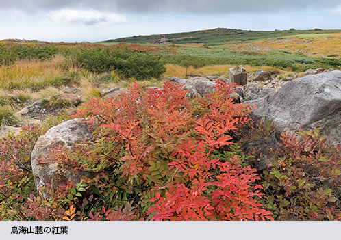 鳥海山麓の紅葉