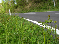 川崎の道路沿いのワラビ