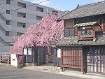 河原町のしだれ桜