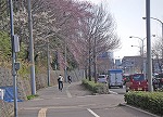 根岸のしだれ桜