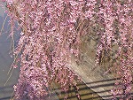 六郷堀に垂れる桜